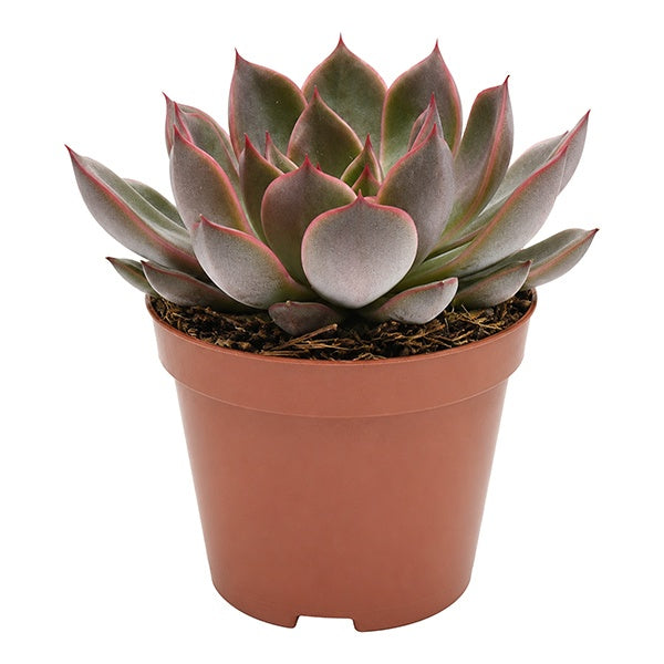 Echeveria Rosetta Mariposa 10cm 8.5cm Pot