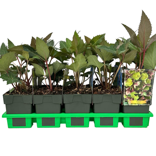 Helleborus sternii 25cm 11cm Pot