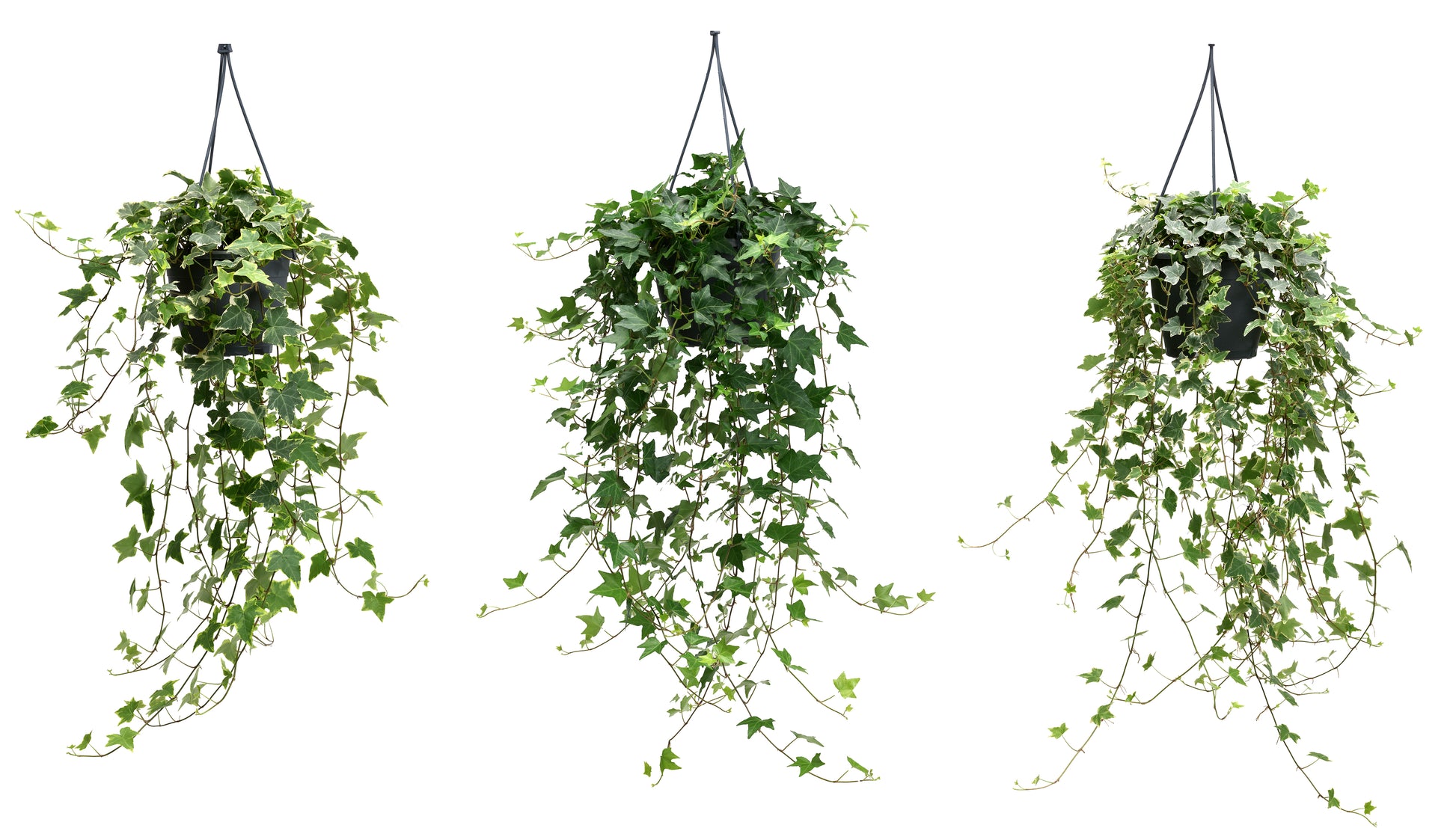 Berg Hedera Hedera helix mix Pack of 4