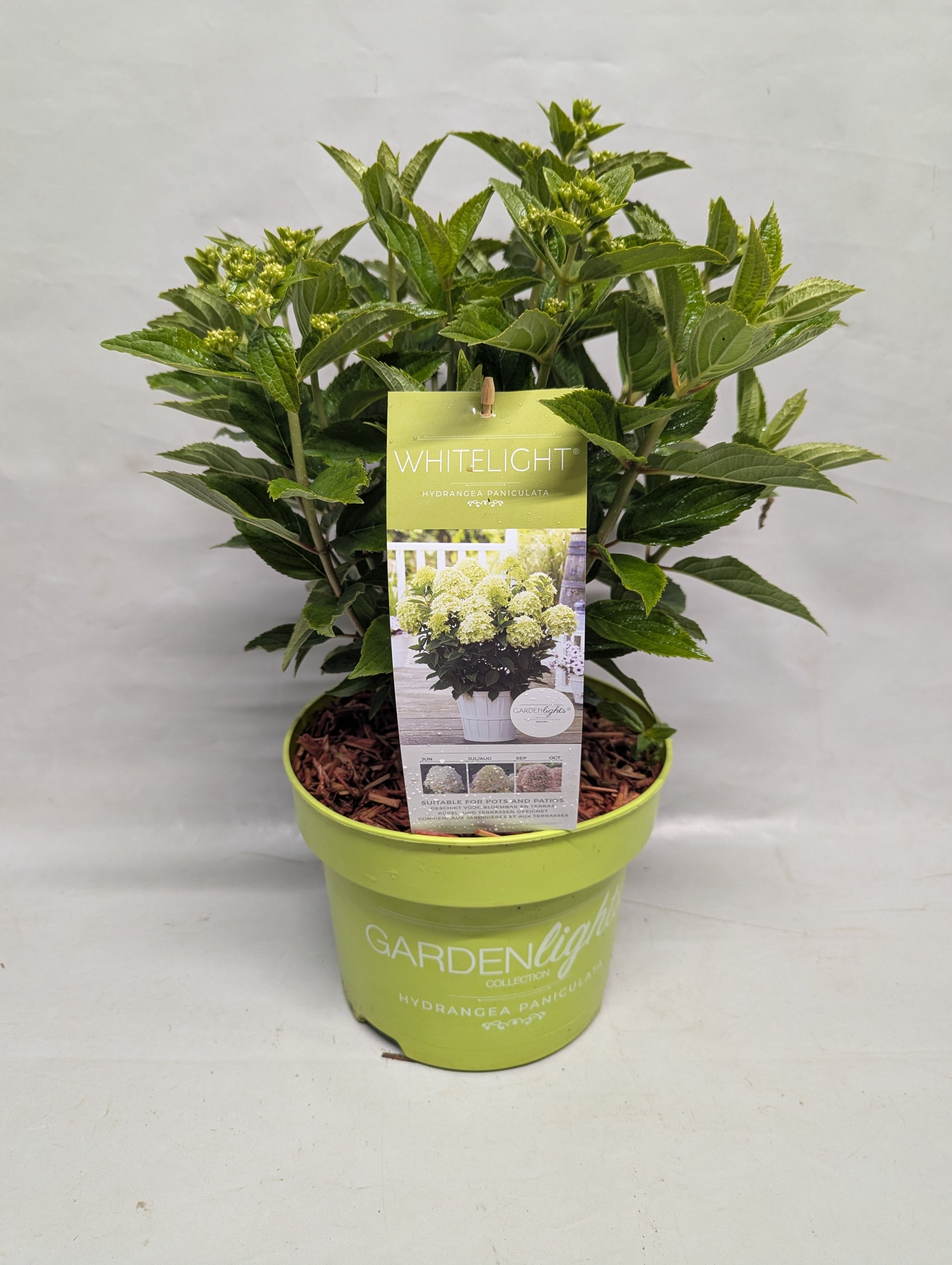 hydrangea-pan-white-light-65cm-23cm-pot