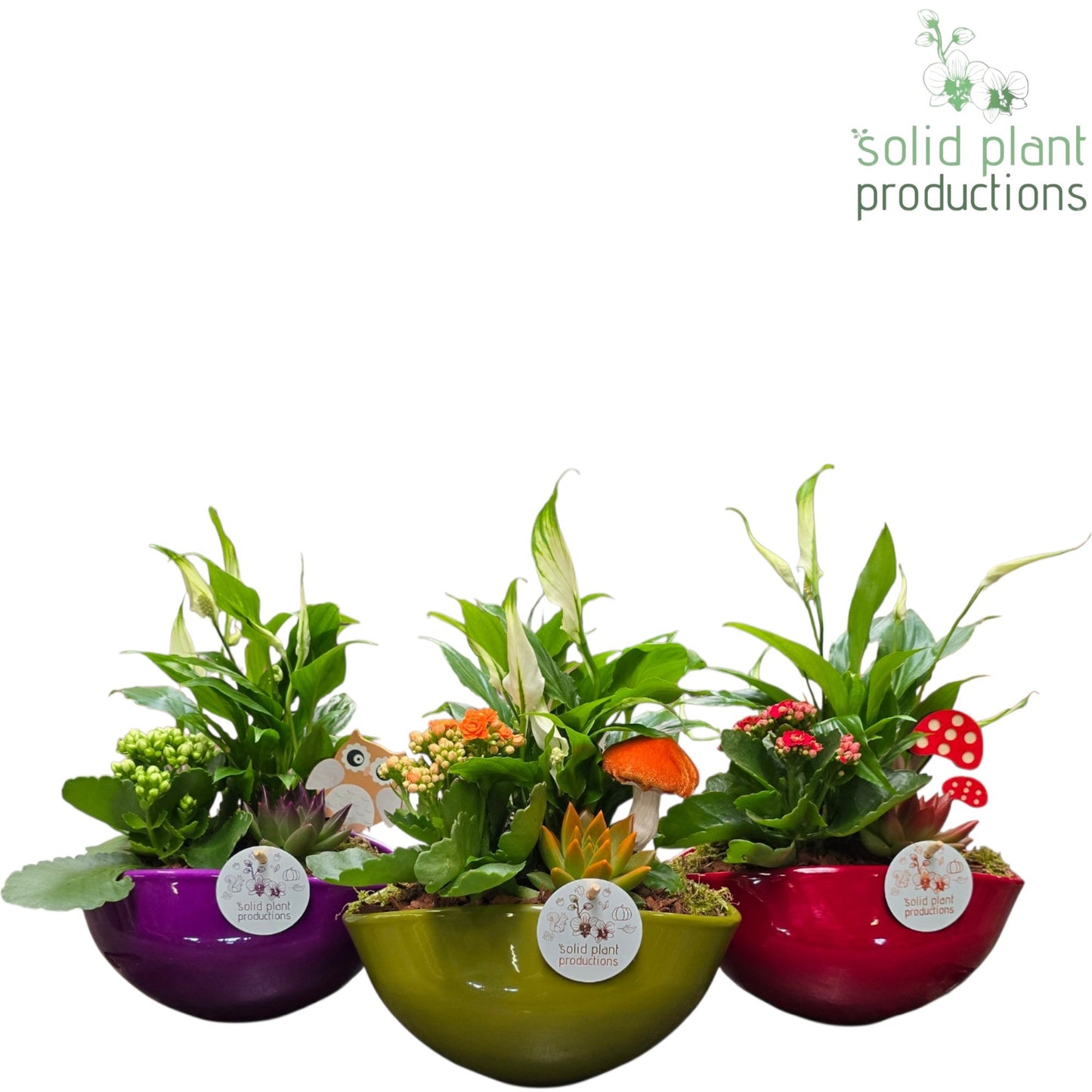 Solid Plant Productions SE005 Evelyn Autumn Mix Pack of 3