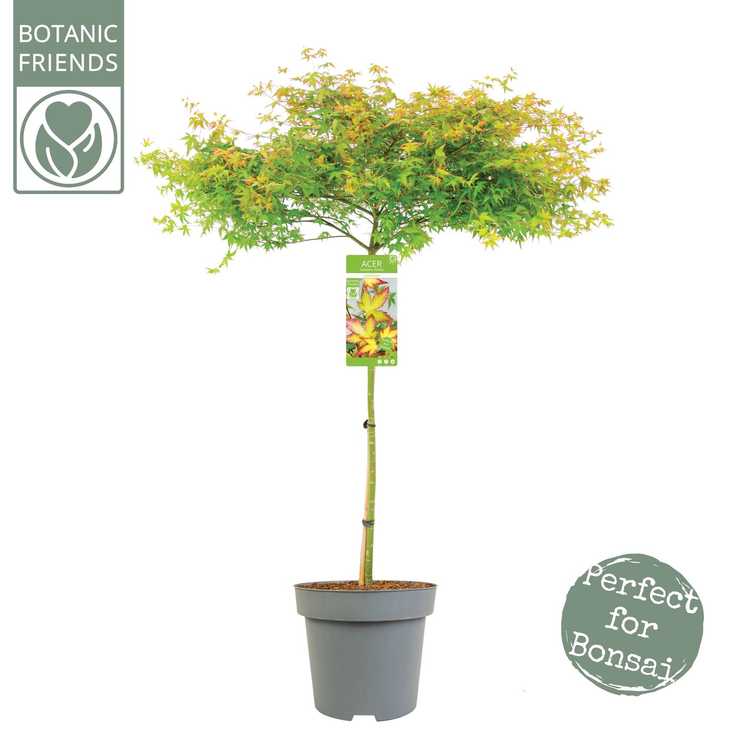 Acer Little Princess 160cm 30cm Pot