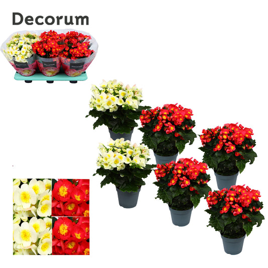 Begonia el. Valentino mix 32cm 14cm Pot