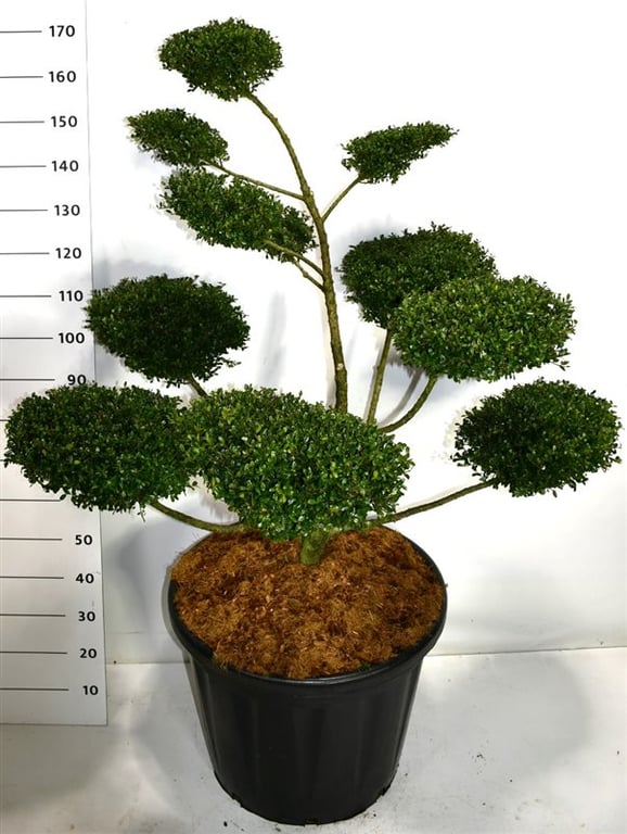 Ilex crenata Golden Gem 170cm 60cm Pot