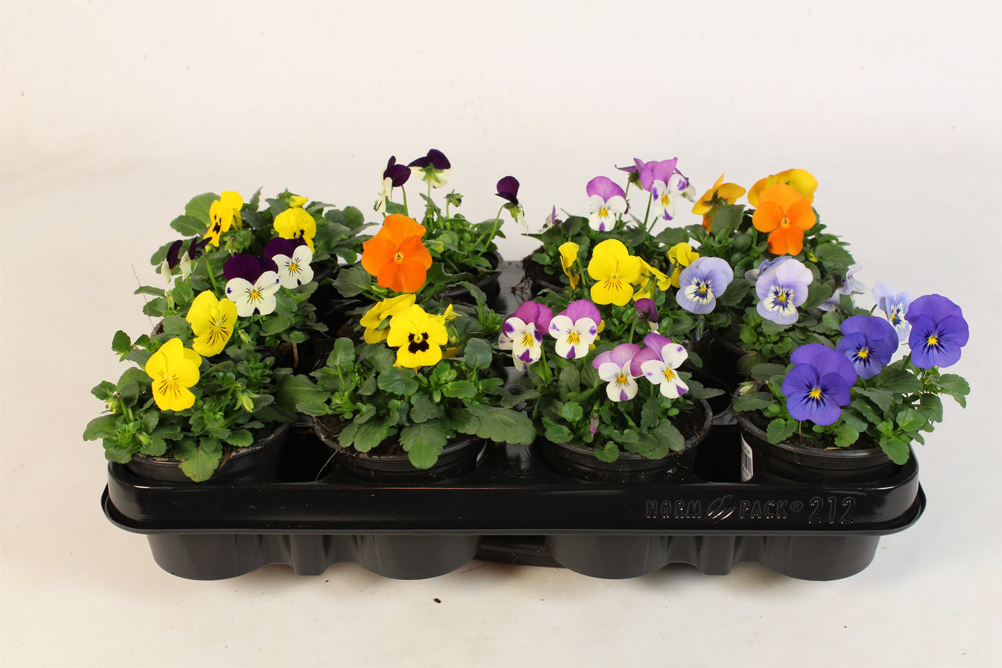 Viola cornuta mix 15cm 9cm Pot