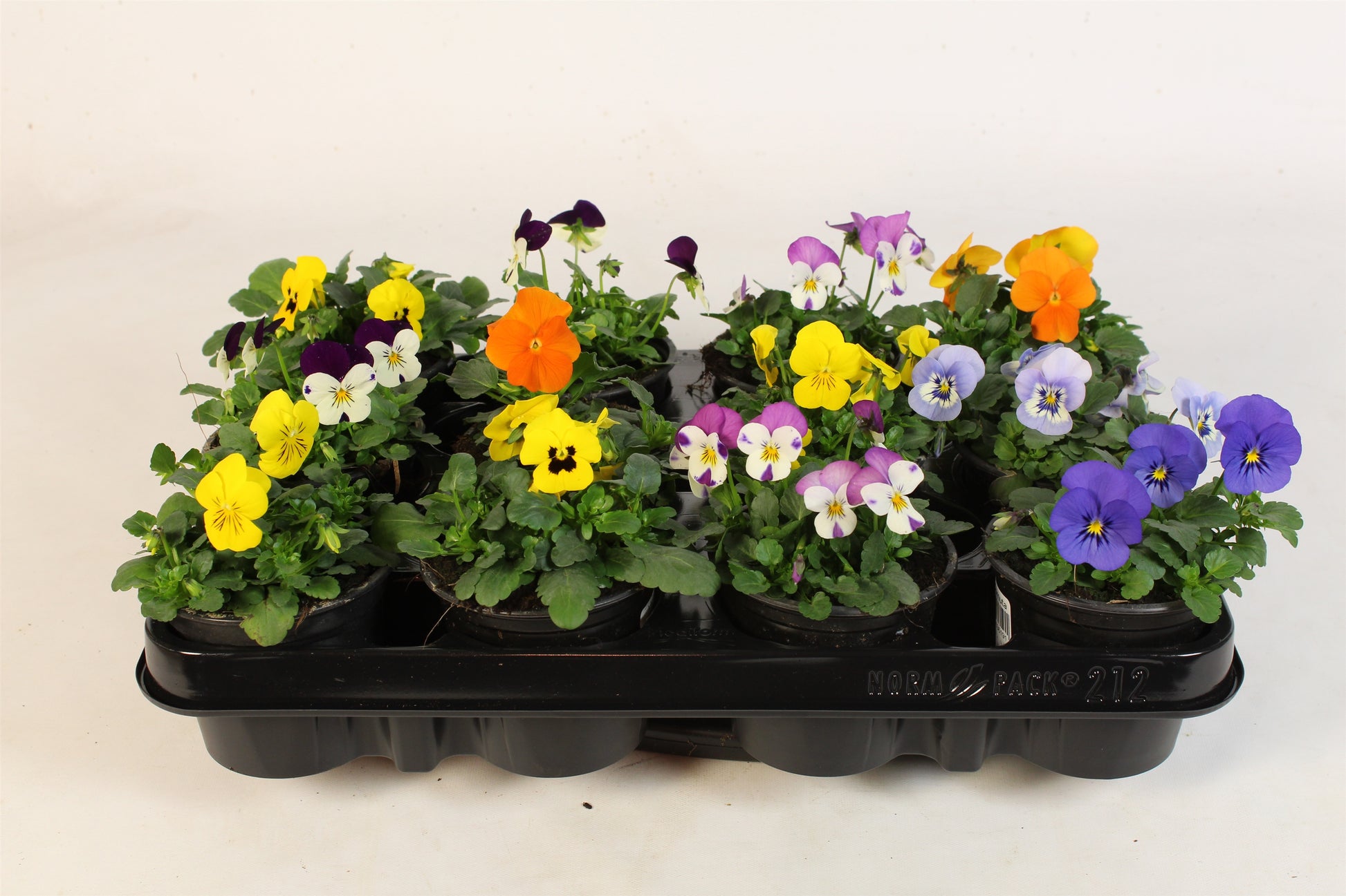 Viola cornuta mix 15cm 9cm Pot