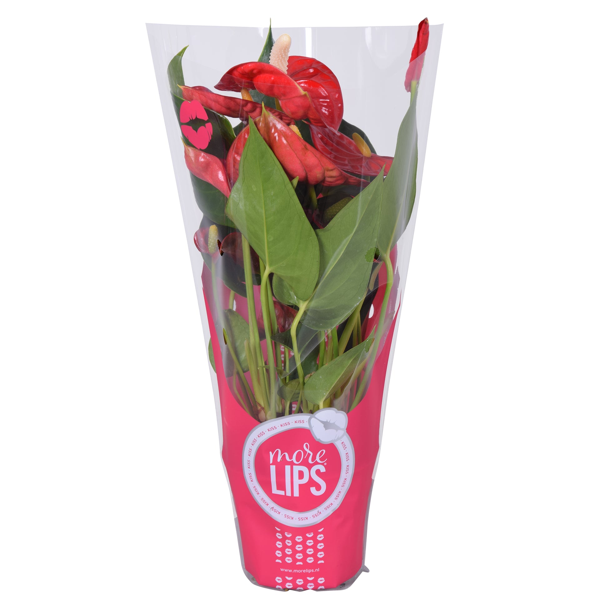 Anthurium Everio 25cm 9cm Pot