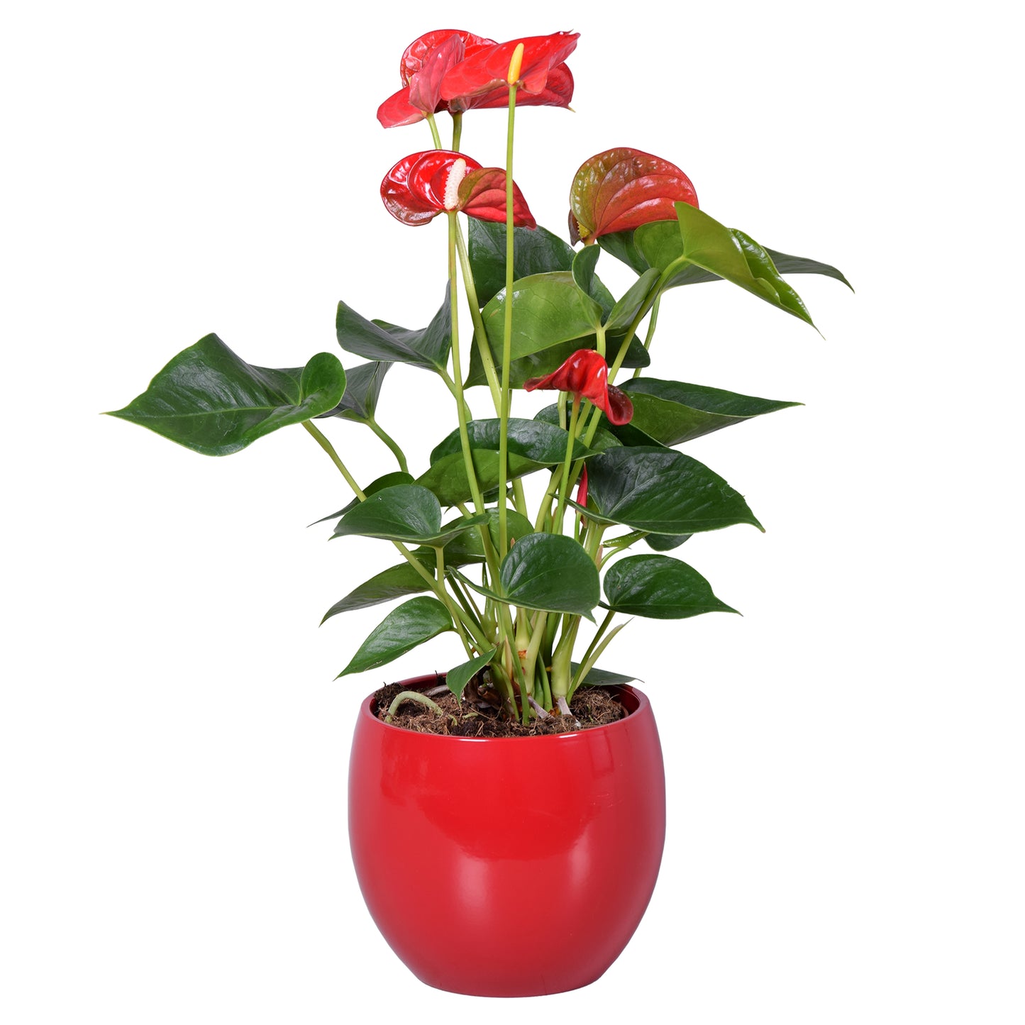 Groene Tint Anthurium andraeanum Pack of 3