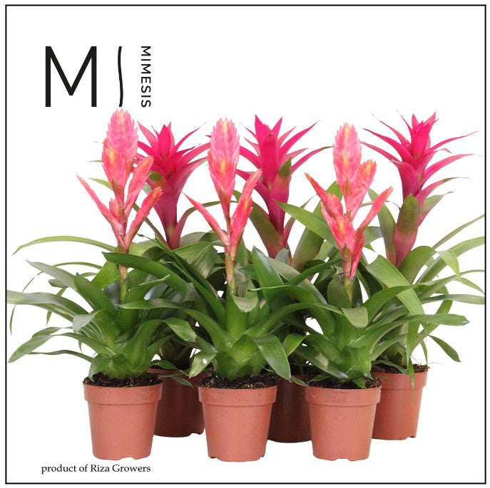 Bromelia mix 45cm 12cm Pot