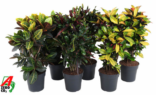 Codiaeum mix 90cm 27cm Pot