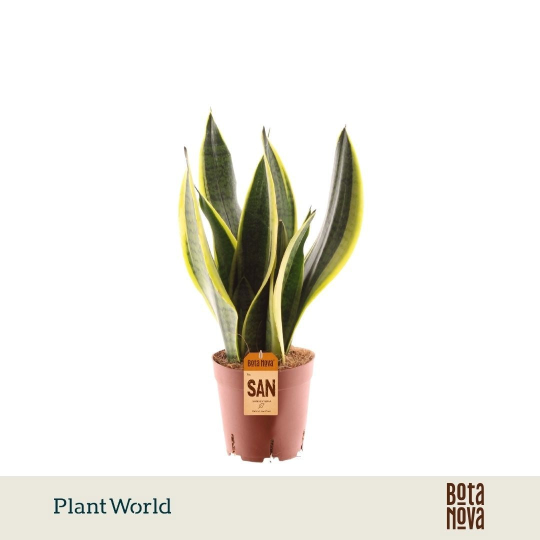 Plantworld Jogrow Sansevieria Futura Superba Pack of 7
