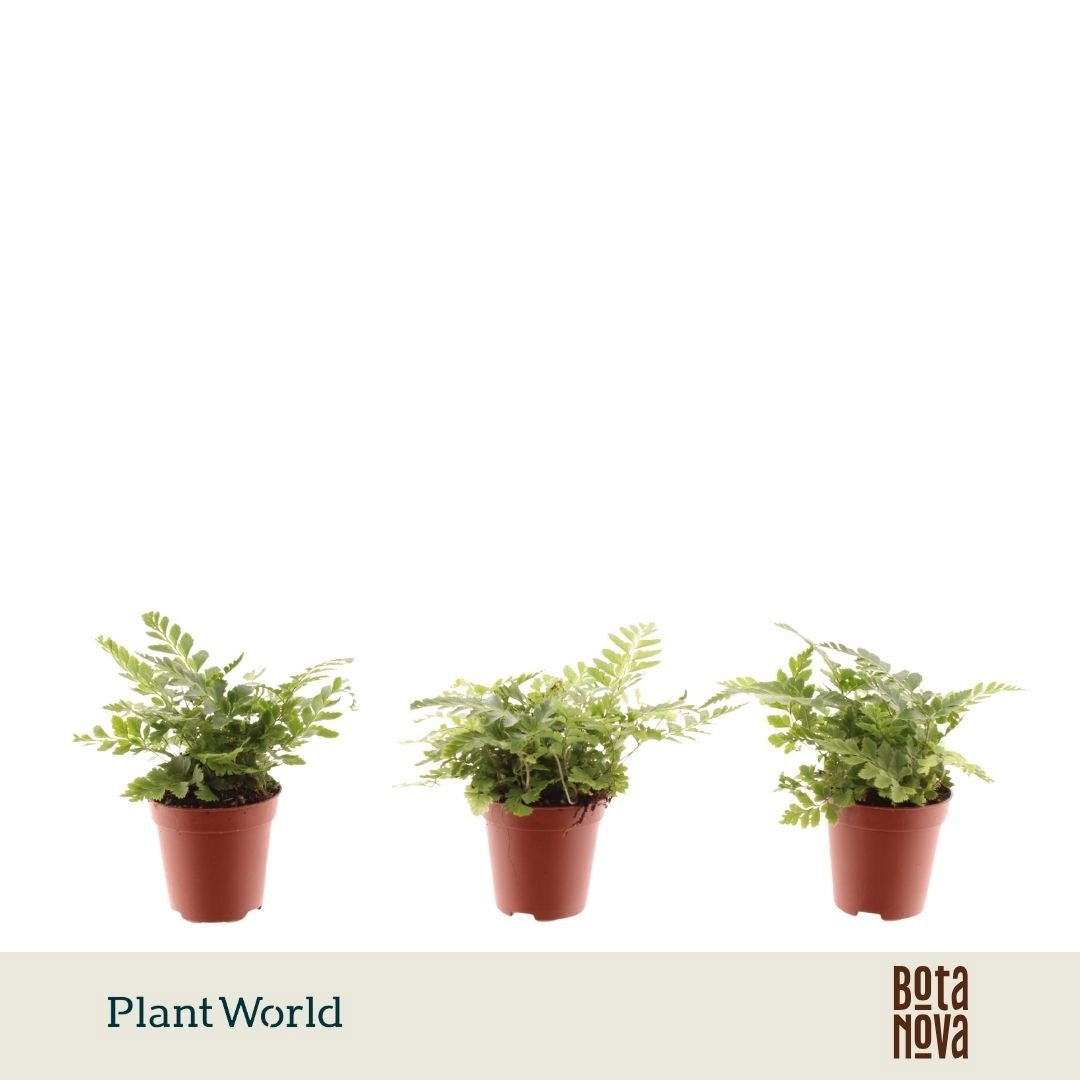 Ferns 8cm 5.5cm Pot