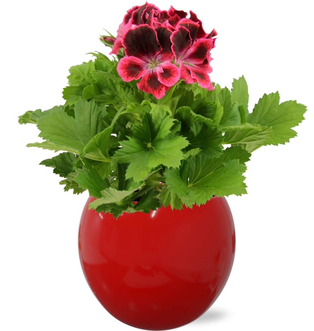 Pelargonium gr. red 25cm 12cm Pot