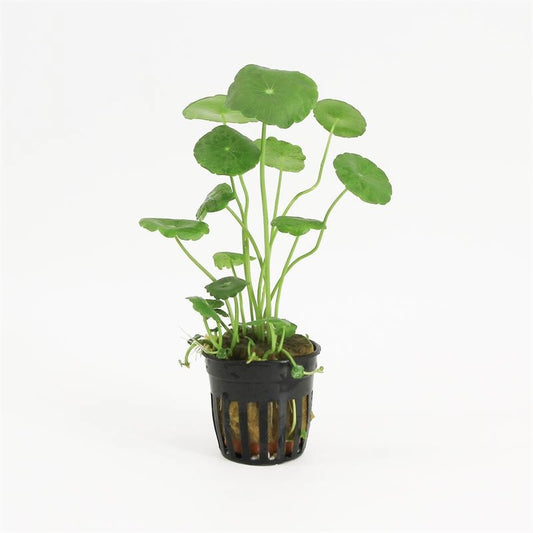 Hydrocotyle leucocephala 10cm 5cm Pot