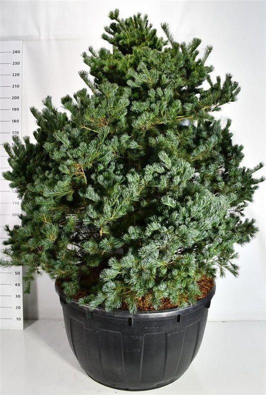 Pinus par. Negishi 280cm 110cm Pot