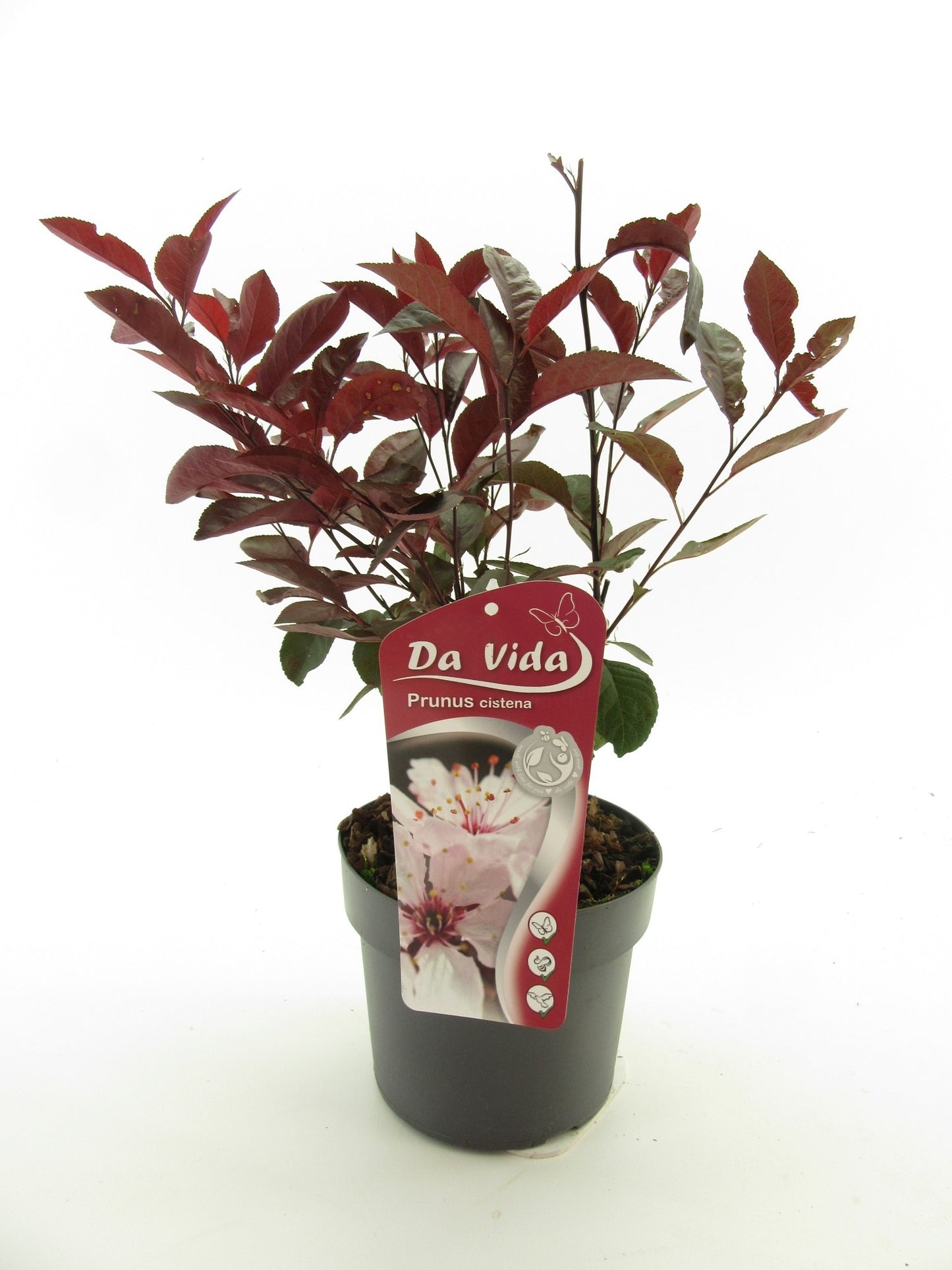 Prunus cistena halfstam 40cm 19cm Pot