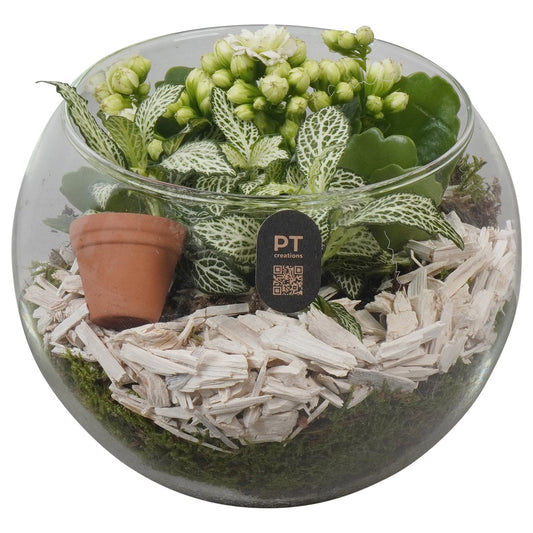 Indoor arrangement 15cm 16cm Pot