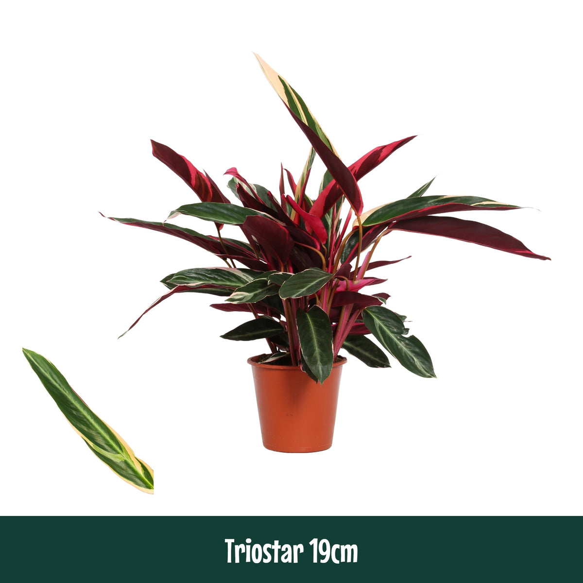 Stromanthe sanguinea triostar 80cm 19cm Pot