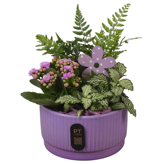 Indoor arrangement 23cm 16cm Pot