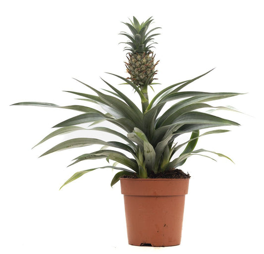 Pure Collection Ananas Rosita Pack of 6