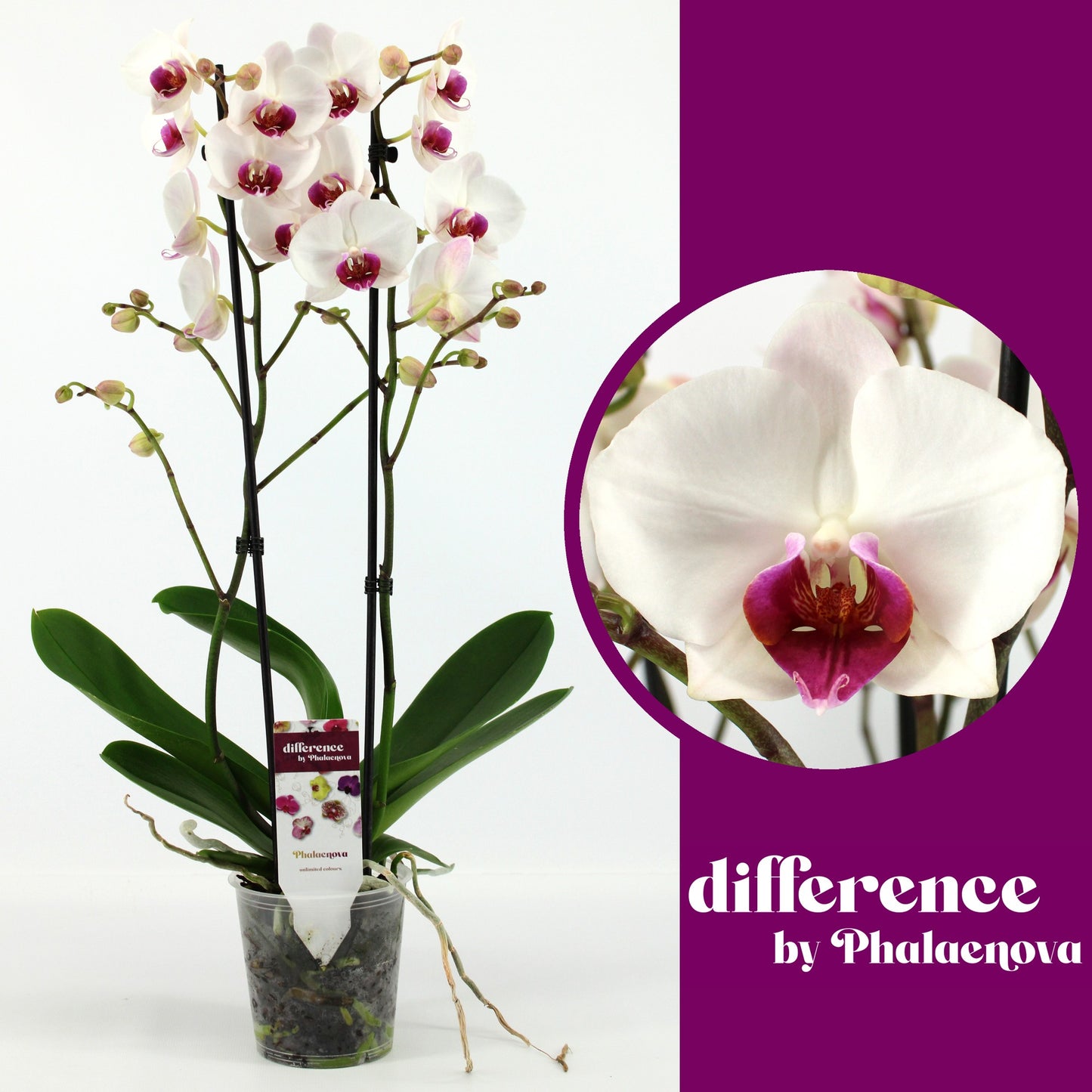 Phalaenova Phalaenopsis Red Lips Pack of 10