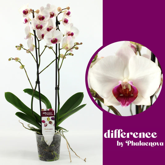 Phalaenova Phalaenopsis Red Lips Pack of 10
