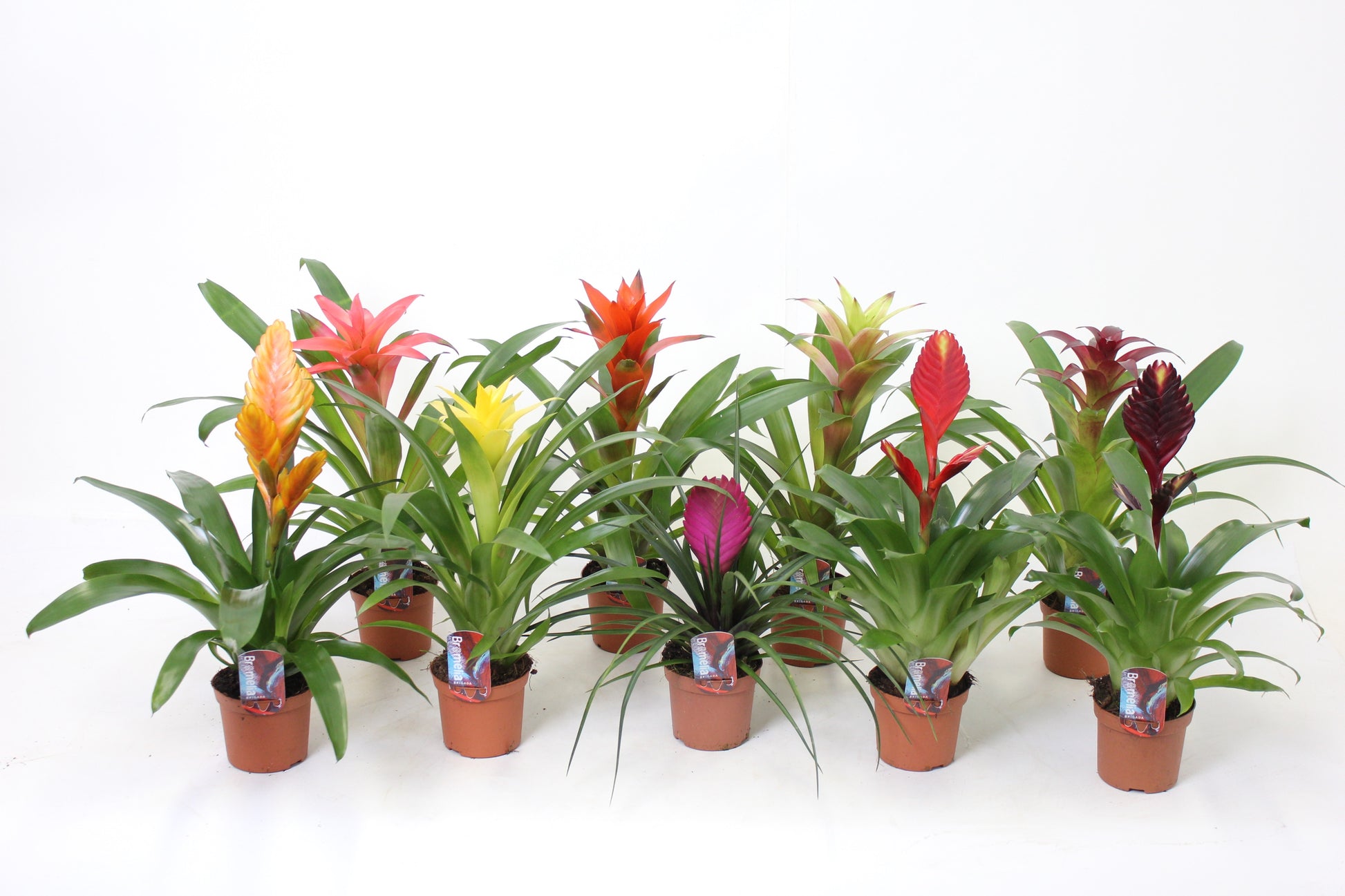 Bromelia mix 32cm 9cm Pot