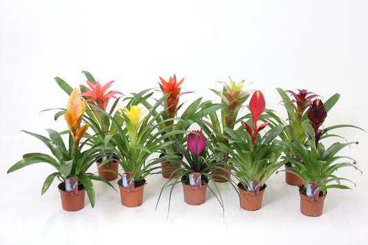 Bromelia mix 32cm 9cm Pot