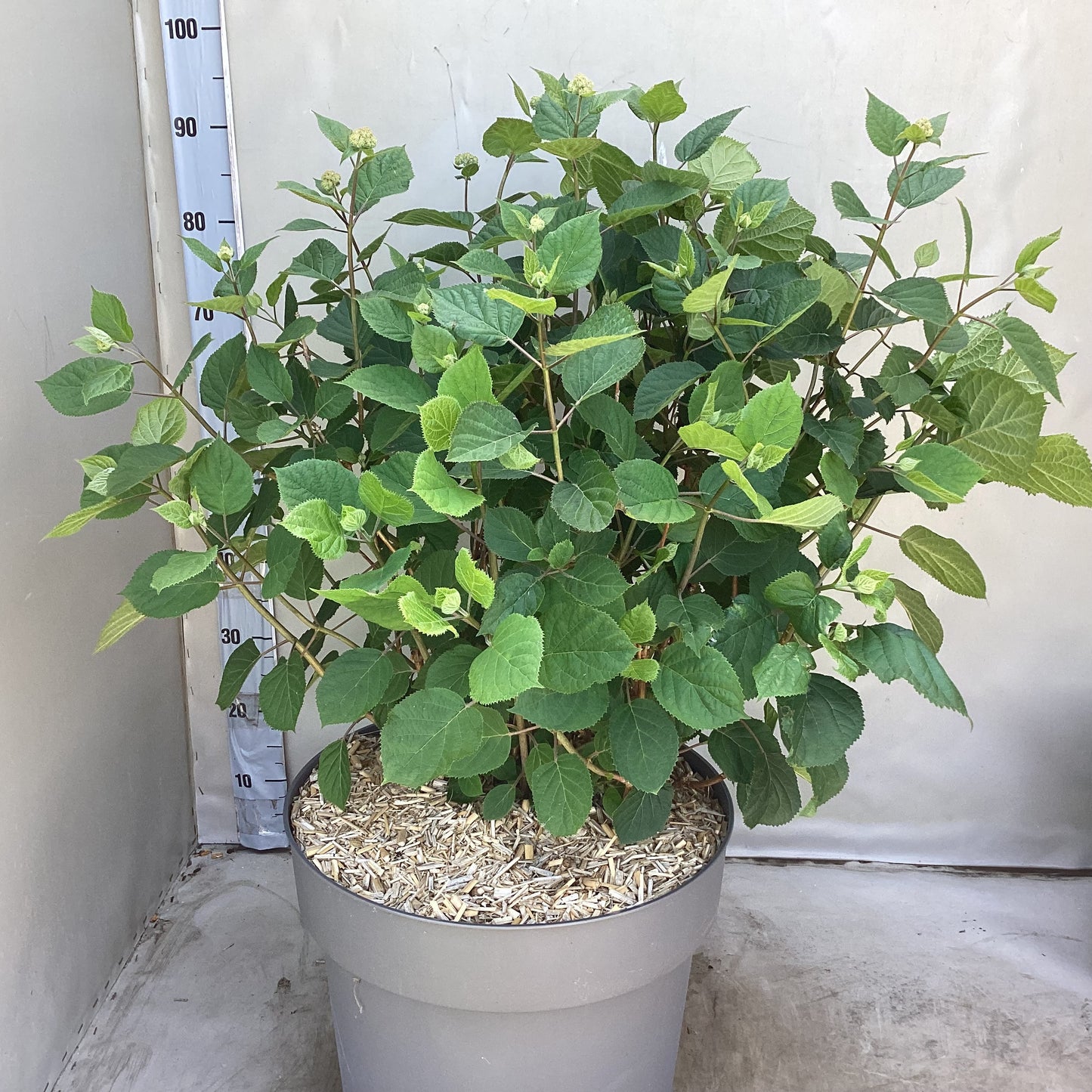 Hydrangea Annabelle 90cm 40cm Pot