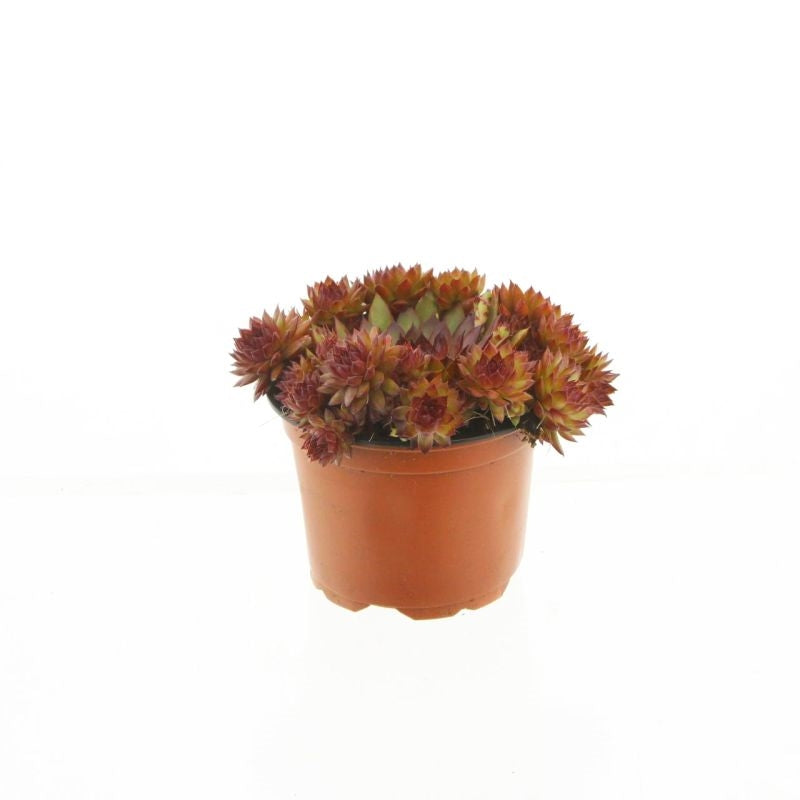 Lock, Handelskwekerij Sempervivum Othello Pack of 9