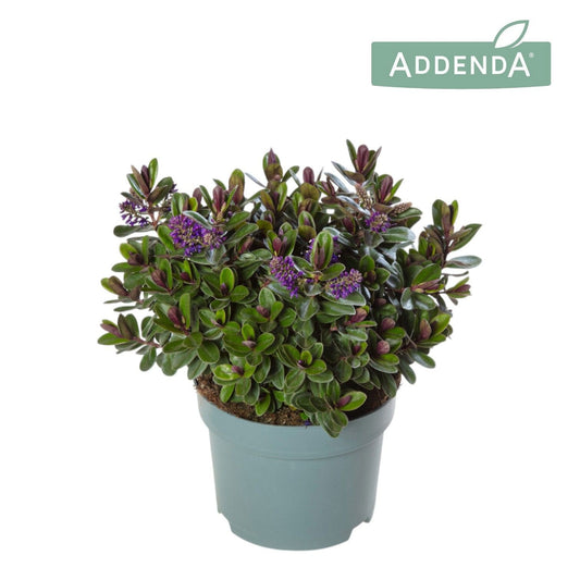 Hebe Vinoa Purple 50cm 17cm Pot