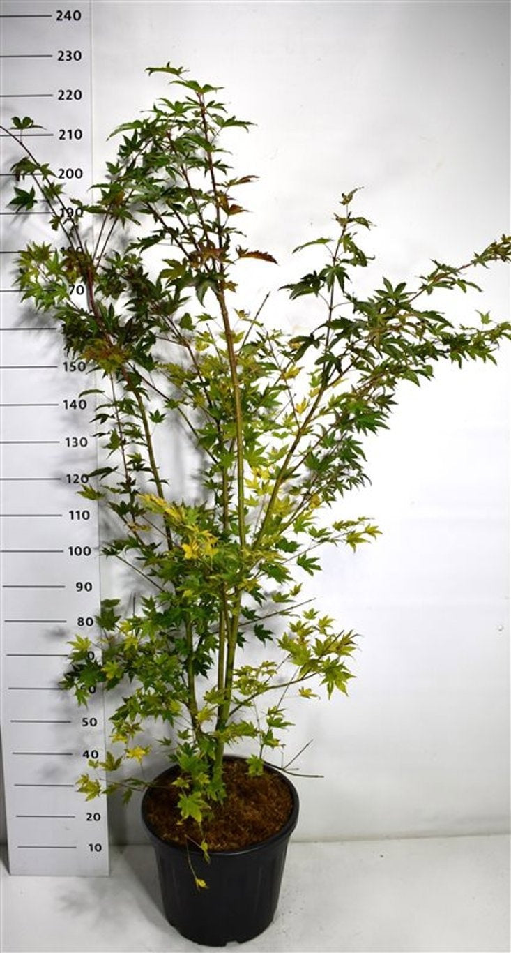 Acer palmatum 220cm 40cm Pot