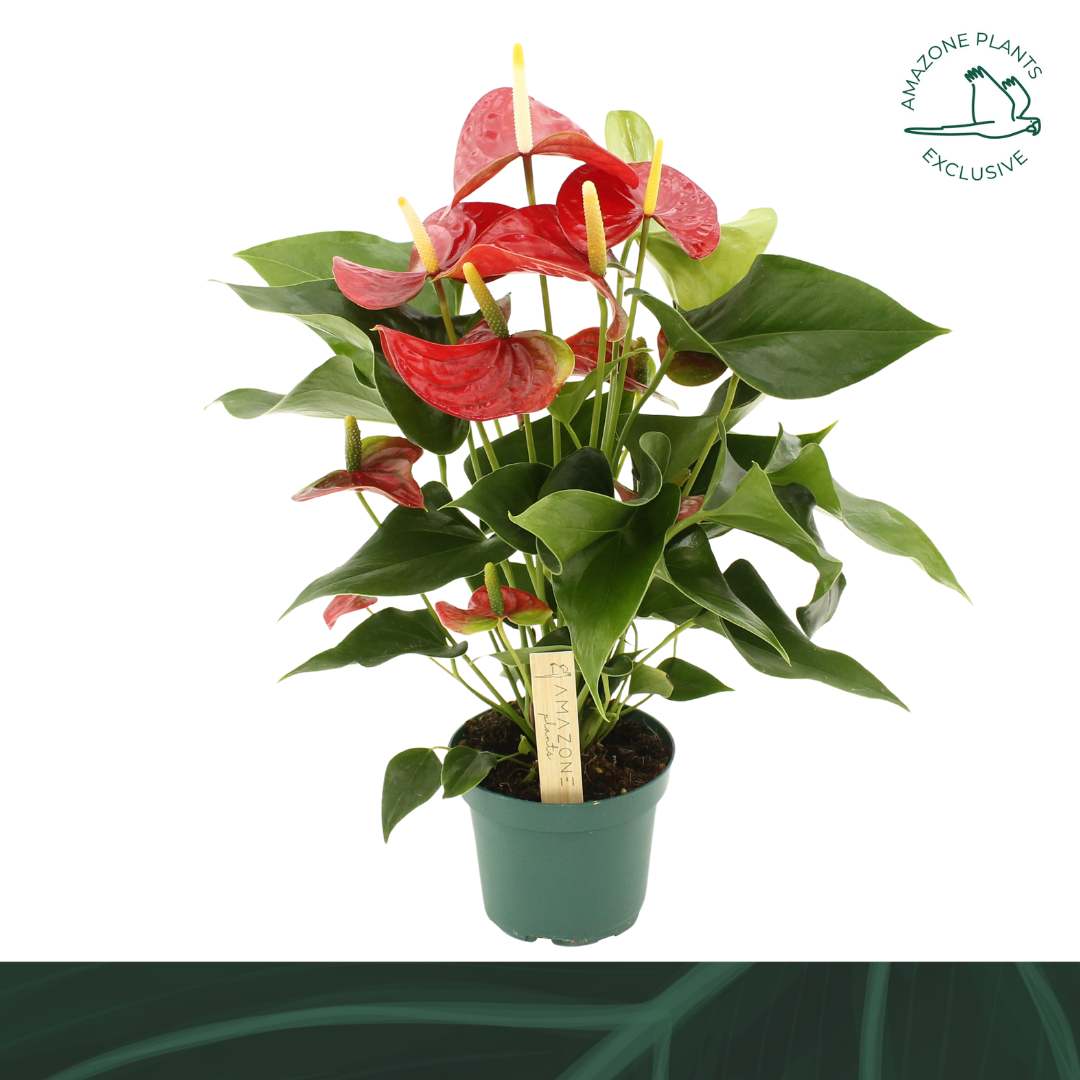 Amazoneplants BV Anthurium Vulcano Pack of 10