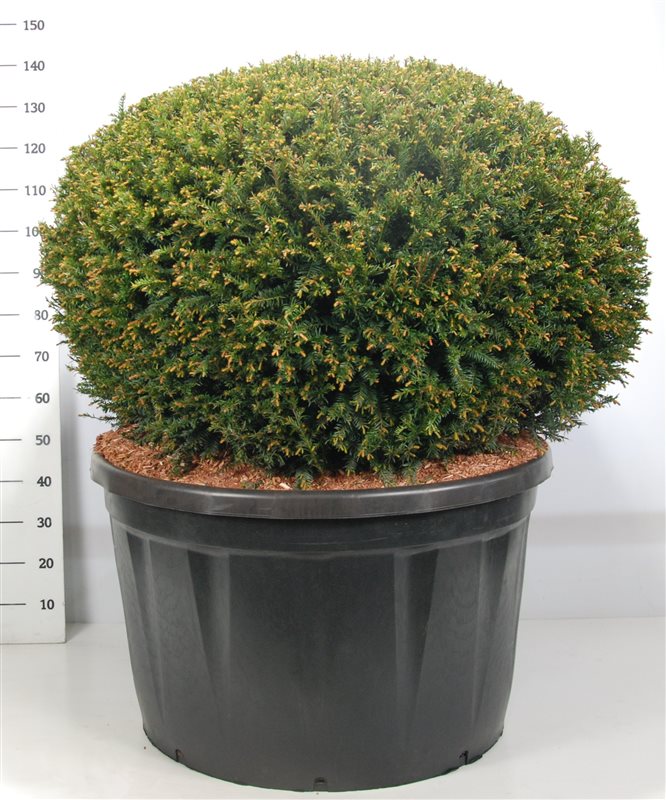 Taxus baccata 140cm 91cm Pot
