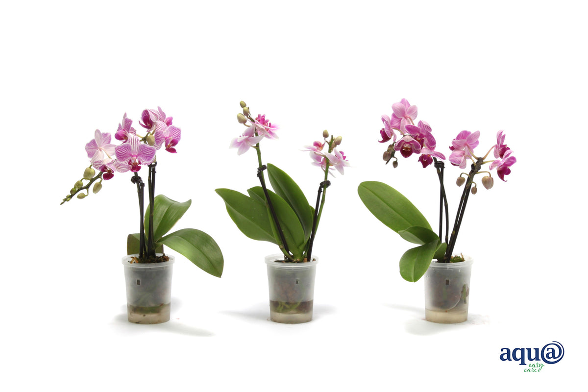 Phalaenopsis hybrid 17cm 6cm Pot