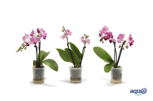 Phalaenopsis hybrid 17cm 6cm Pot
