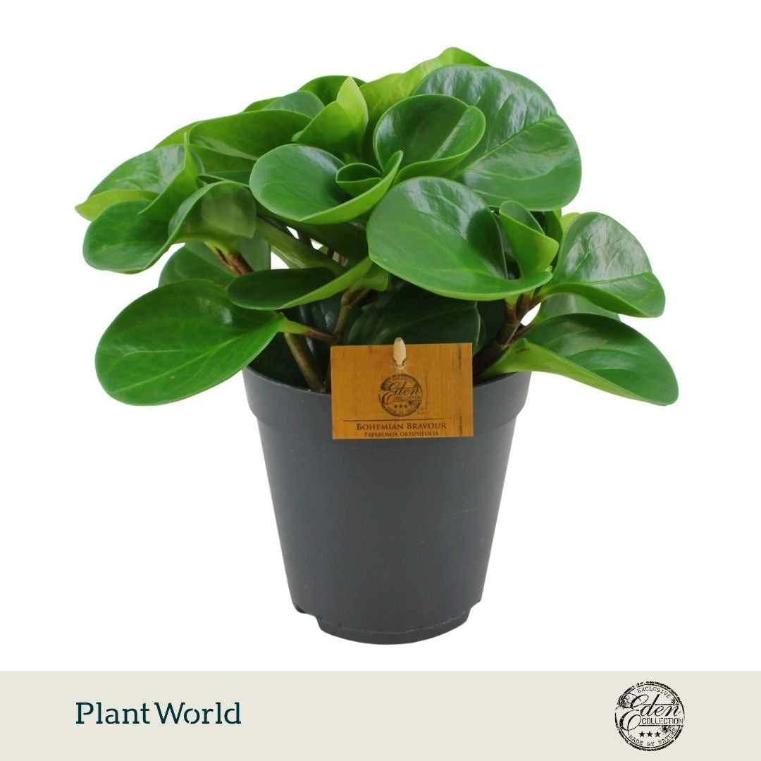 Peperomia obtusifolia Green 30cm 15cm Pot