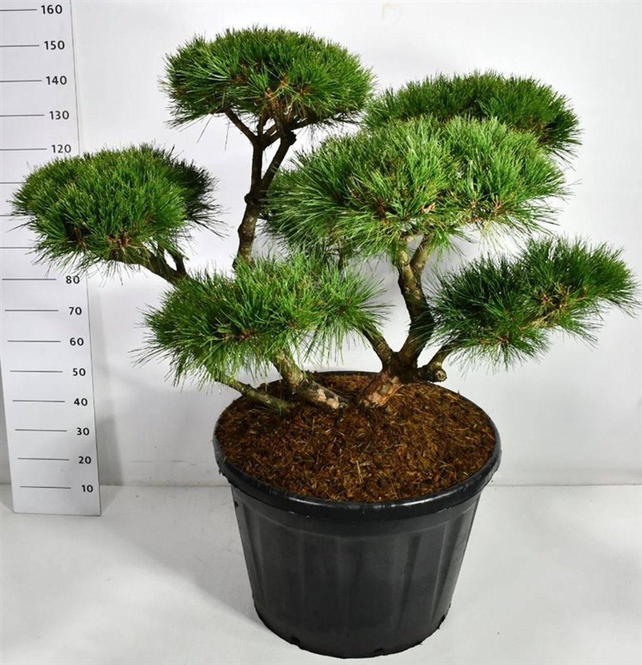 Pinus nigra Pierrick Bregeon 160cm 80cm Pot
