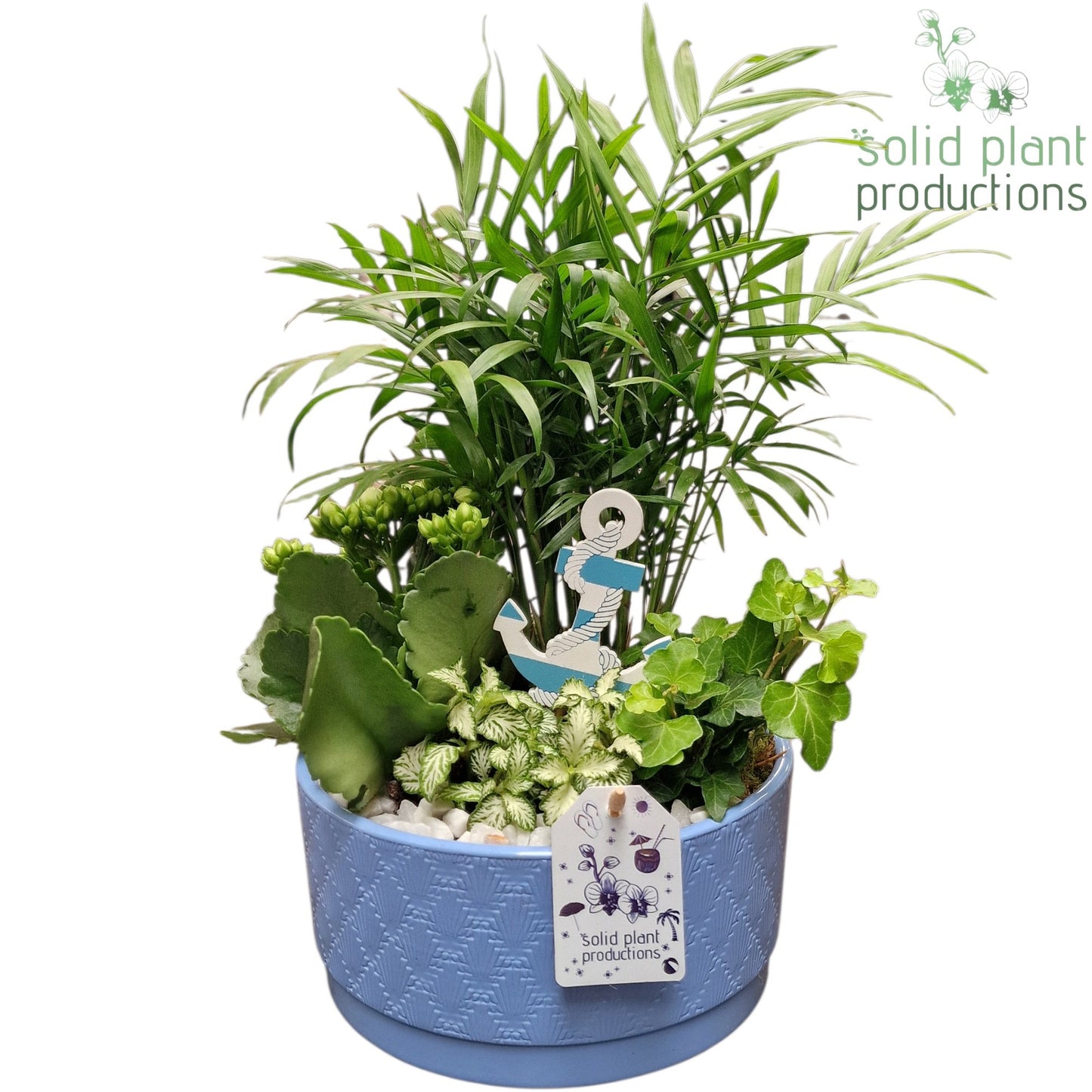 Solid Plant Productions CH003 Loes Blue Pack of 4