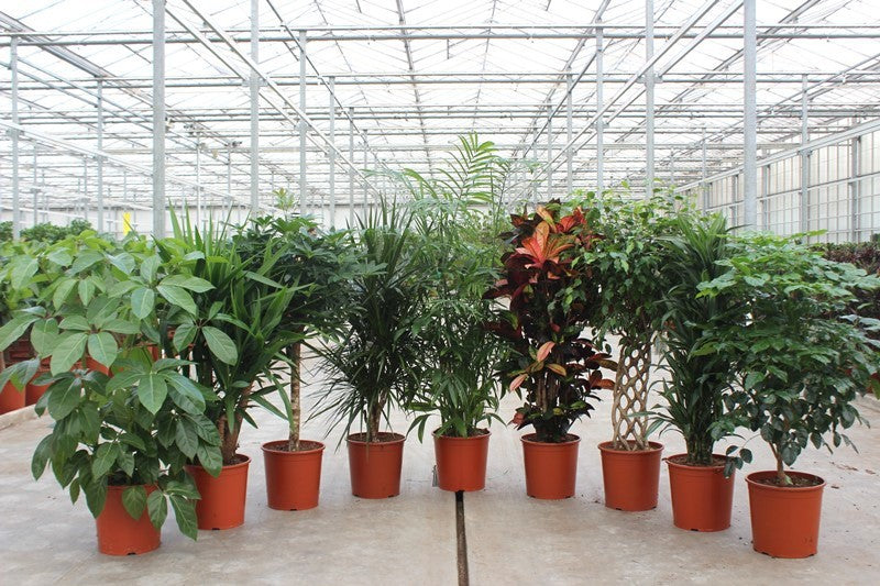Foliage houseplants mix 150cm 30cm Pot