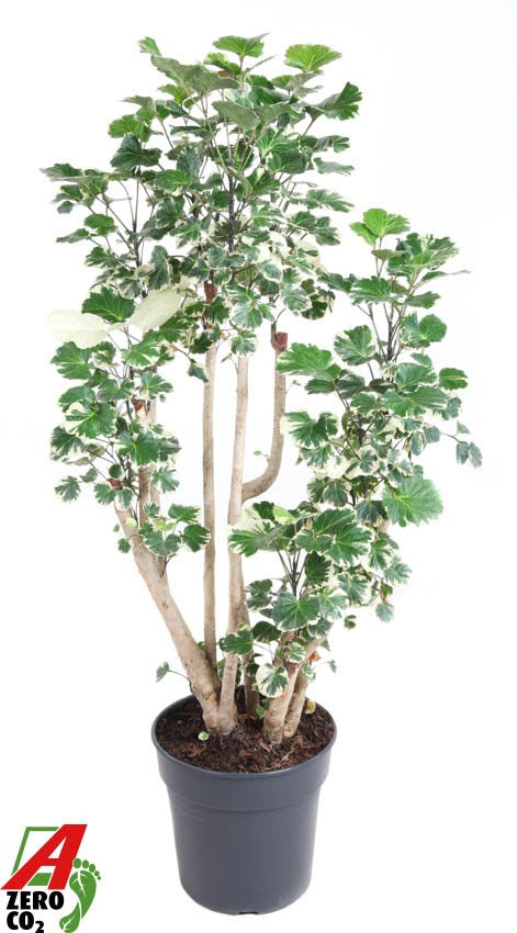 Polyscias scut. Balfourii 110cm 27cm Pot