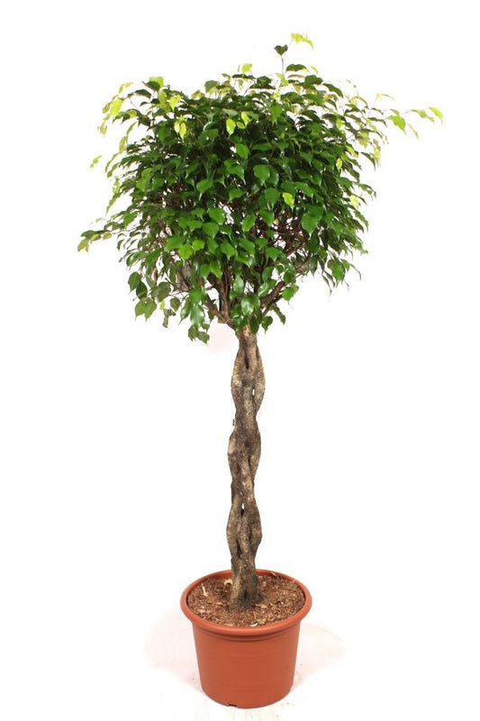 Ficus benj. Exotica 190cm 40cm Pot