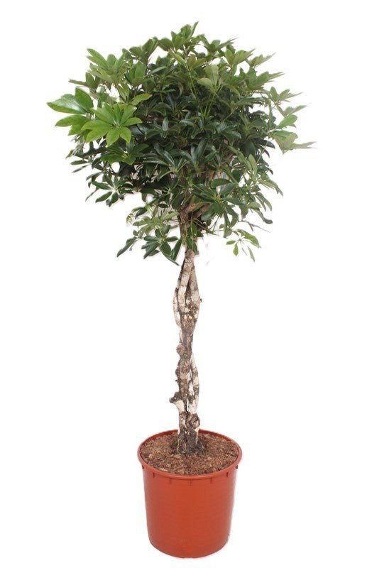 Schefflera Compacta 150cm 34cm Pot