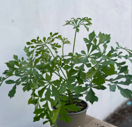 Cussonia 50cm 19cm Pot