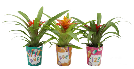 Guzmania mix 30cm 9cm Pot
