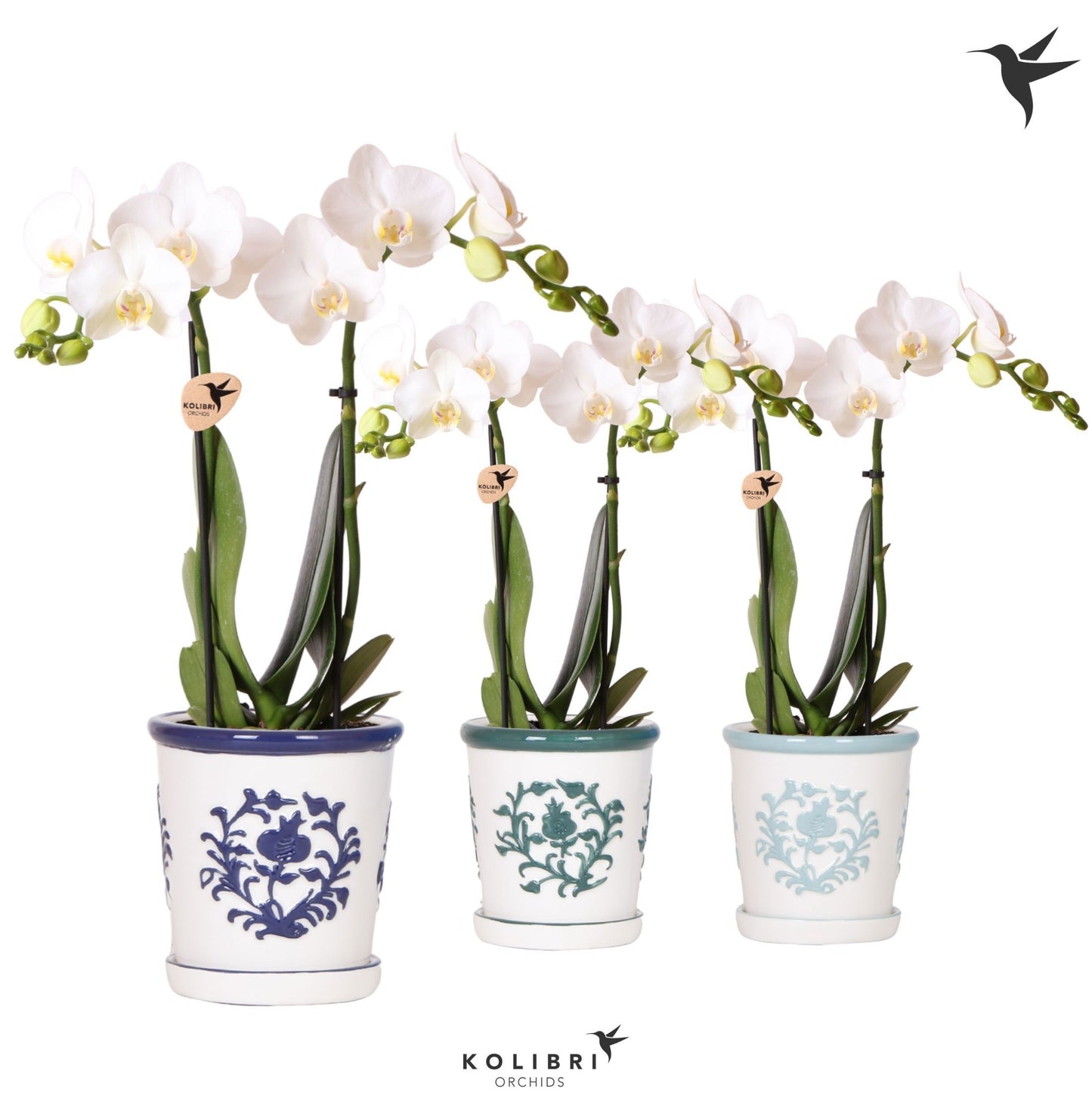 Phalaenopsis multiflora white 40cm 9cm Pot