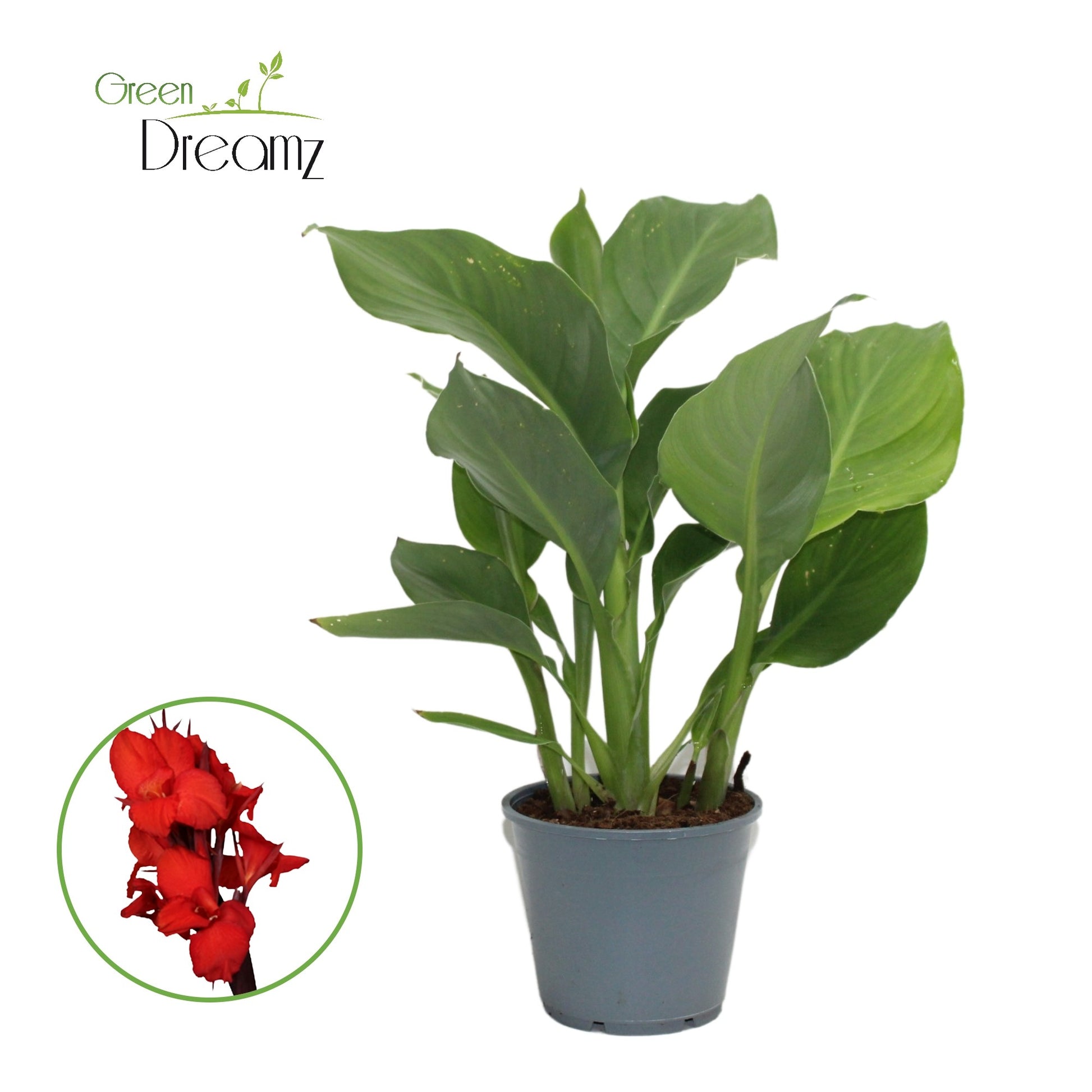Canna Kreta 35cm 14cm Pot