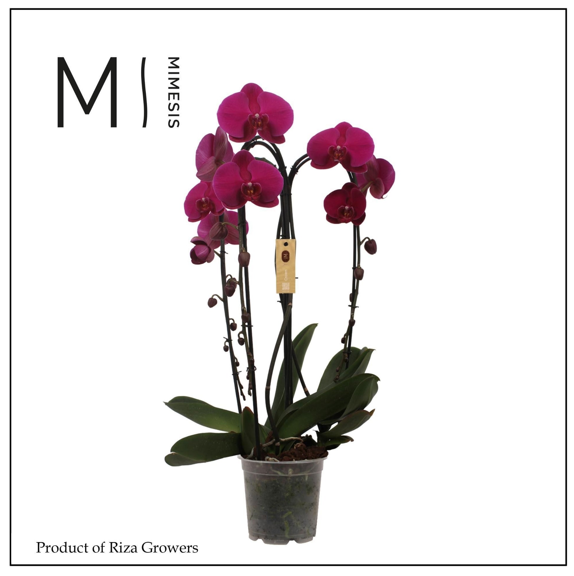 Riza Ter Laak Orchios Phalaenopsis purple Pack of 2