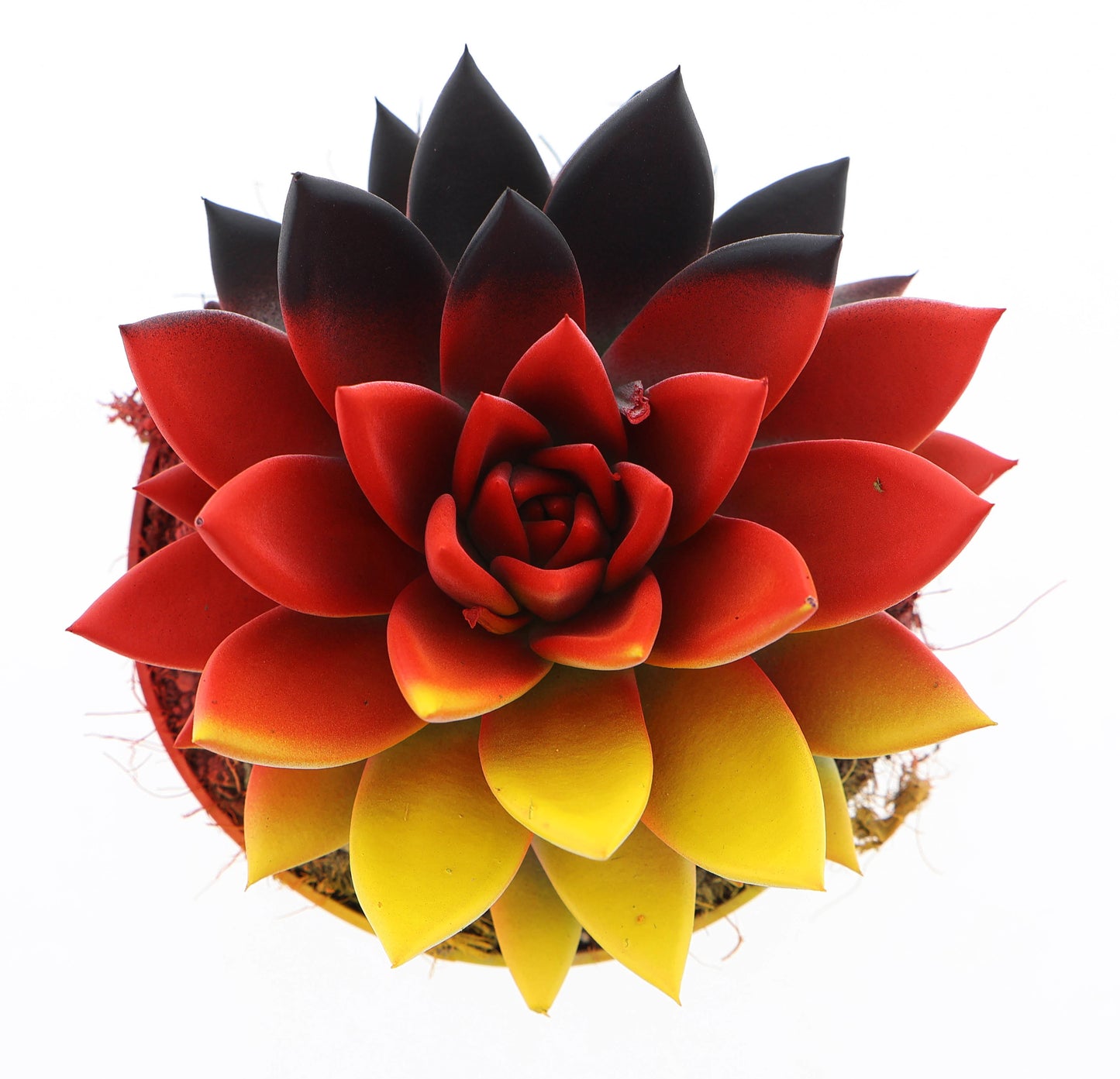 Rainbow Germany 15cm 12cm Pot
