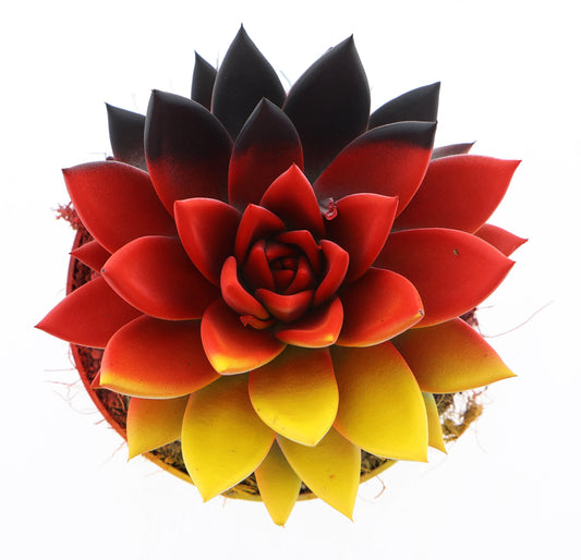 Rainbow Germany 15cm 12cm Pot